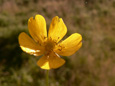 P1070649 kuva