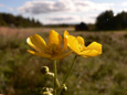 P1070652 kuva