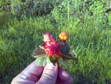24072008698 kuva