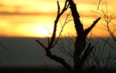 Auringon_nousu_oksa kuva
