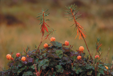 cloudberry